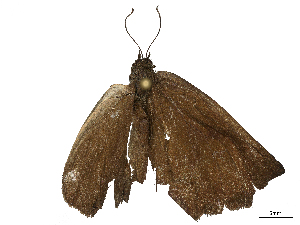  ( - CBG-B22379-D09)  @11 [ ] CreativeCommons - Attribution Share - Alike (2025) CBG Photography Group Centre for Biodiversity Genomics