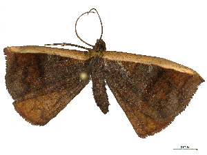  ( - CBG-B22379-D10)  @11 [ ] CreativeCommons - Attribution Share - Alike (2025) CBG Photography Group Centre for Biodiversity Genomics