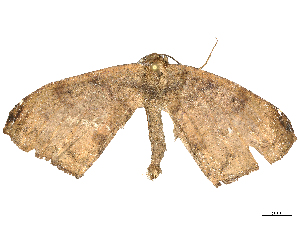  ( - CBG-B22385-B01)  @11 [ ] CreativeCommons - Attribution Share - Alike (2025) CBG Photography Group Centre for Biodiversity Genomics