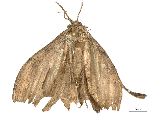  ( - CBG-B22385-F09)  @11 [ ] CreativeCommons - Attribution Share - Alike (2025) CBG Photography Group Centre for Biodiversity Genomics