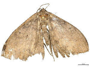  ( - CBG-B22385-G03)  @11 [ ] CreativeCommons - Attribution Share - Alike (2025) CBG Photography Group Centre for Biodiversity Genomics