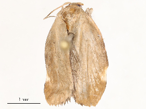  ( - CBG-B23813-G12)  @11 [ ] CreativeCommons - Attribution Share - Alike (2025) CBG Photography Group Centre for Biodiversity Genomics