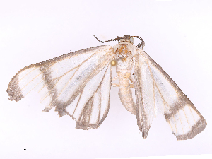  ( - CBG-B16516-H04)  @11 [ ] CreativeCommons - Attribution Share - Alike (2025) CBG Photography Group Centre for Biodiversity Genomics