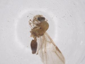  ( - CBG-B18039-F06)  @11 [ ] CreativeCommons - Attribution Share - Alike (2025) Centre for Biodiversity Genomics Centre for Biodiversity Genomics