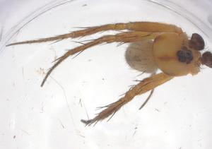  ( - CBG-B18066-D01)  @11 [ ] CreativeCommons - Attribution Share - Alike (2025) Centre for Biodiversity Genomics Centre for Biodiversity Genomics