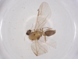  ( - CBG-B18271-B07)  @11 [ ] CreativeCommons - Attribution Share - Alike (2025) Centre for Biodiversity Genomics Centre for Biodiversity Genomics