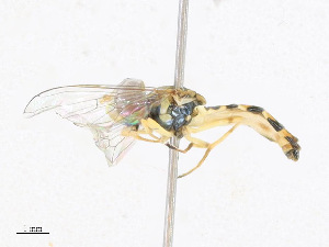  ( - CBG-A23296-H03)  @11 [ ] CreativeCommons - Attribution Share - Alike (2023) CBG Photography Group Centre for Biodiversity Genomics