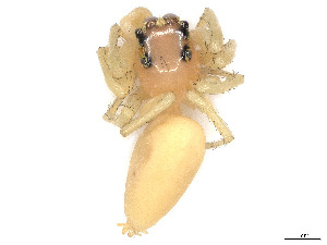  ( - CBG-A23297-H10)  @11 [ ] CreativeCommons - Attribution Share - Alike (2023) CBG Photography Group Centre for Biodiversity Genomics