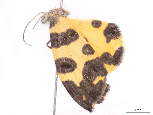  ( - CBG-A53638-H09)  @11 [ ] CreativeCommons - Attribution Share - Alike (2025) CBG Photography Group Centre for Biodiversity Genomics