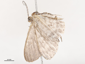  ( - CBG-A53640-A02)  @11 [ ] CreativeCommons - Attribution Share - Alike (2024) CBG Photography Group Centre for Biodiversity Genomics