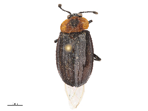  ( - CBG-A53640-A11)  @11 [ ] CreativeCommons - Attribution Share - Alike (2024) CBG Photography Group Centre for Biodiversity Genomics