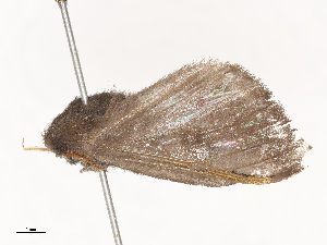 ( - CBG-A53642-F04)  @11 [ ] CreativeCommons - Attribution Share - Alike (2024) CBG Photography Group Centre for Biodiversity Genomics