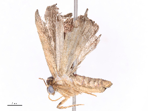  ( - CBG-B05662-A02)  @11 [ ] CreativeCommons - Attribution Share - Alike (2025) CBG Photography Group Centre for Biodiversity Genomics