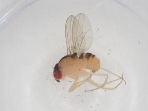  (Zygothrica virgatinigra - CBG-B07704-C03)  @11 [ ] CreativeCommons - Attribution Share - Alike (2025) Centre for Biodiversity Genomics Centre for Biodiversity Genomics