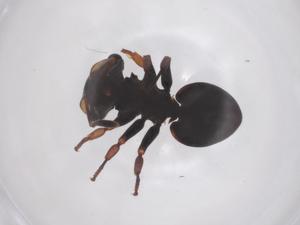  ( - CBG-B10096-A02)  @11 [ ] CreativeCommons - Attribution Share - Alike (2025) Centre for Biodiversity Genomics Centre for Biodiversity Genomics