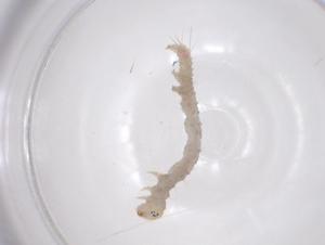  ( - CBG-B10592-H07)  @11 [ ] CreativeCommons - Attribution Share - Alike (2025) Centre for Biodiversity Genomics Centre for Biodiversity Genomics