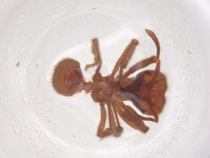  ( - CBG-B19363-B12)  @11 [ ] CreativeCommons - Attribution Share - Alike (2025) Centre for Biodiversity Genomics Centre for Biodiversity Genomics