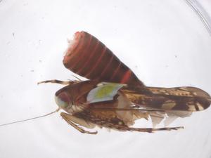  ( - CBG-B19364-E01)  @11 [ ] CreativeCommons - Attribution Share - Alike (2025) Centre for Biodiversity Genomics Centre for Biodiversity Genomics