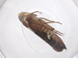  ( - CBG-B19364-H01)  @11 [ ] CreativeCommons - Attribution Share - Alike (2025) Centre for Biodiversity Genomics Centre for Biodiversity Genomics