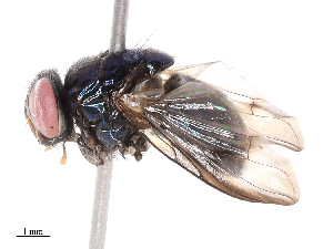  ( - CBG-B19432-C03)  @11 [ ] CreativeCommons - Attribution Share - Alike (2025) CBG Photography Group Centre for Biodiversity Genomics