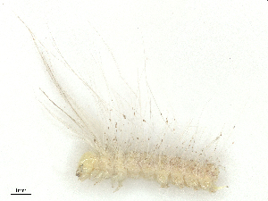  ( - CBG-B19495-H10)  @11 [ ] CreativeCommons - Attribution Share - Alike (2025) CBG Photography Group Centre for Biodiversity Genomics