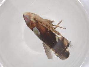  ( - CBG-B19586-C02)  @11 [ ] CreativeCommons - Attribution Share - Alike (2025) Centre for Biodiversity Genomics Centre for Biodiversity Genomics