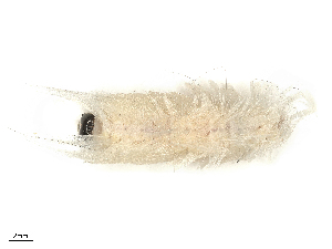  ( - CBG-B19600-H11)  @11 [ ] CreativeCommons - Attribution Share - Alike (2025) CBG Photography Group Centre for Biodiversity Genomics