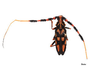  ( - CBG-B21622-B02)  @11 [ ] CreativeCommons - Attribution Share - Alike (2025) CBG Photography Group Centre for Biodiversity Genomics