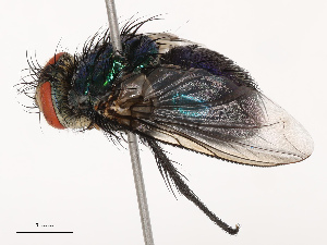  ( - CBG-B21793-B12)  @11 [ ] CreativeCommons - Attribution Share - Alike (2025) CBG Photography Group Centre for Biodiversity Genomics
