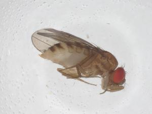  ( - CBG-B22763-G06)  @11 [ ] CreativeCommons - Attribution Share - Alike (2025) Centre for Biodiversity Genomics Centre for Biodiversity Genomics