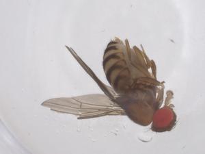  (Drosophila parasaltans - CBG-B22792-A08)  @11 [ ] CreativeCommons - Attribution Share - Alike (2025) Centre for Biodiversity Genomics Centre for Biodiversity Genomics