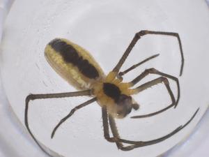  (Micrathena kirbyi - CBG-B22832-E11)  @11 [ ] CreativeCommons - Attribution Share - Alike (2025) Centre for Biodiversity Genomics Centre for Biodiversity Genomics
