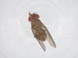  ( - CBG-B22833-D12)  @11 [ ] CreativeCommons - Attribution Share - Alike (2025) Centre for Biodiversity Genomics Centre for Biodiversity Genomics