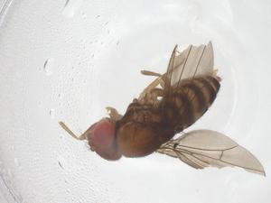  ( - CBG-B22835-H11)  @11 [ ] CreativeCommons - Attribution Share - Alike (2025) Centre for Biodiversity Genomics Centre for Biodiversity Genomics