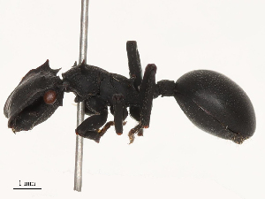  ( - CBG-B22882-F09)  @11 [ ] CreativeCommons - Attribution Share - Alike (2025) CBG Photography Group Centre for Biodiversity Genomics