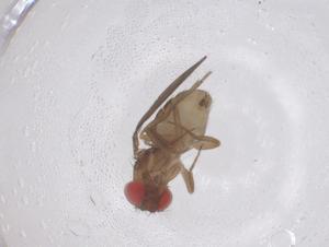  ( - CBG-B22901-G07)  @11 [ ] CreativeCommons - Attribution Share - Alike (2025) Centre for Biodiversity Genomics Centre for Biodiversity Genomics