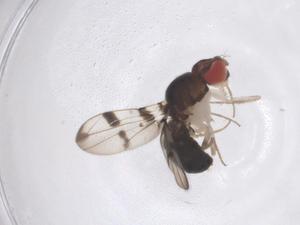  (Mycodrosophila elegans - CBG-B22904-H10)  @11 [ ] CreativeCommons - Attribution Share - Alike (2025) Centre for Biodiversity Genomics Centre for Biodiversity Genomics