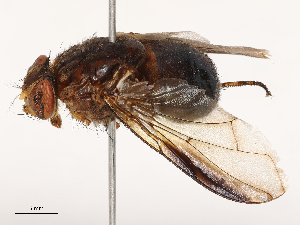  ( - CBG-B22922-D09)  @11 [ ] CreativeCommons - Attribution Share - Alike (2025) CBG Photography Group Centre for Biodiversity Genomics