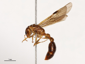  ( - CBG-B22928-A10)  @11 [ ] CreativeCommons - Attribution Share - Alike (2025) CBG Photography Group Centre for Biodiversity Genomics