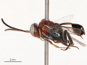  (Evaniscus - CBG-B22933-B09)  @11 [ ] CreativeCommons - Attribution Share - Alike (2025) CBG Photography Group Centre for Biodiversity Genomics