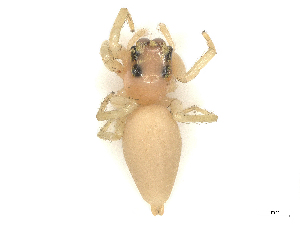  ( - CBG-B22933-H09)  @11 [ ] CreativeCommons - Attribution Share - Alike (2025) CBG Photography Group Centre for Biodiversity Genomics