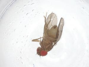  ( - CBG-B22963-F01)  @11 [ ] CreativeCommons - Attribution Share - Alike (2025) Centre for Biodiversity Genomics Centre for Biodiversity Genomics