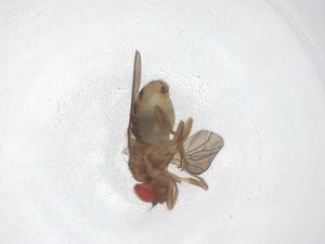  ( - CBG-B22974-G01)  @11 [ ] CreativeCommons - Attribution Share - Alike (2025) Centre for Biodiversity Genomics Centre for Biodiversity Genomics