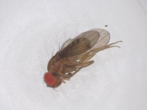  ( - CBG-B22975-A03)  @11 [ ] CreativeCommons - Attribution Share - Alike (2025) Centre for Biodiversity Genomics Centre for Biodiversity Genomics