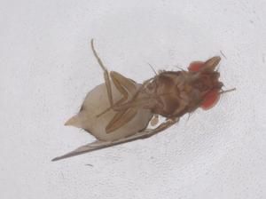  ( - CBG-B22975-B11)  @11 [ ] CreativeCommons - Attribution Share - Alike (2025) Centre for Biodiversity Genomics Centre for Biodiversity Genomics