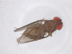  ( - CBG-B22978-H10)  @11 [ ] CreativeCommons - Attribution Share - Alike (2025) Centre for Biodiversity Genomics Centre for Biodiversity Genomics