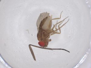  ( - CBG-B23002-D09)  @11 [ ] CreativeCommons - Attribution Share - Alike (2025) Centre for Biodiversity Genomics Centre for Biodiversity Genomics