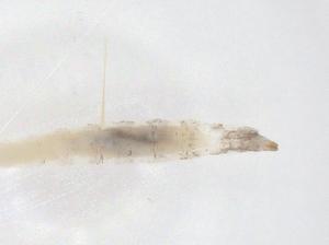  ( - CBG-B23017-B04)  @11 [ ] CreativeCommons - Attribution Share - Alike (2025) Centre for Biodiversity Genomics Centre for Biodiversity Genomics