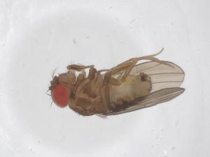  ( - CBG-B23018-C04)  @11 [ ] CreativeCommons - Attribution Share - Alike (2025) Centre for Biodiversity Genomics Centre for Biodiversity Genomics