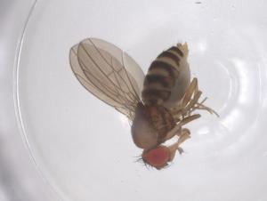  ( - CBG-B23136-H02)  @11 [ ] CreativeCommons - Attribution Share - Alike (2025) Centre for Biodiversity Genomics Centre for Biodiversity Genomics